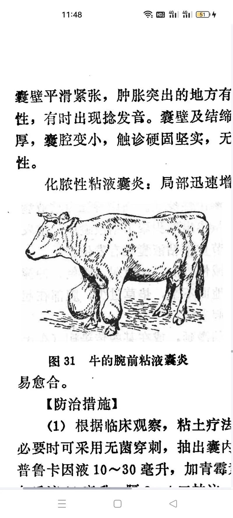 牛养殖技术与疾病防疫关键点有哪些？-图2