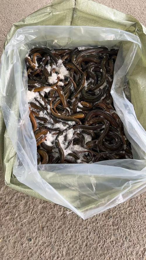 稻田黄鳝养殖技术视频怎么学才有效？-图1