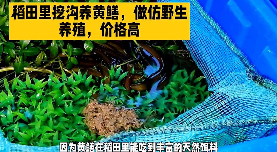 稻田黄鳝养殖技术视频怎么学才有效？-图3