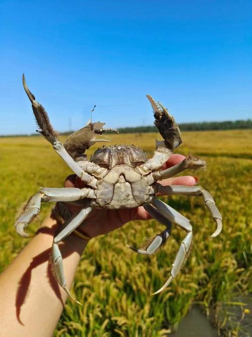 盘锦河蟹批发价格多少-图1 盘锦河蟹批发价格多少-图1