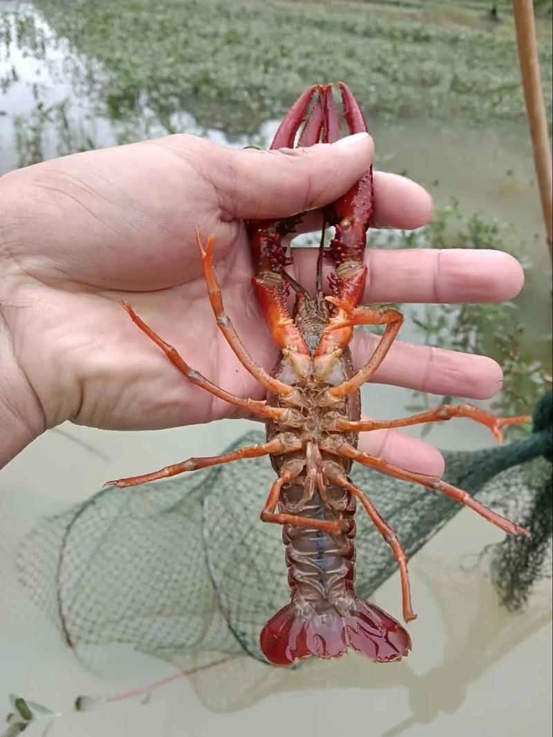 龙虾养殖技术资料大全,关键点有哪些?-图2 龙虾养殖技术资料大全,关键点有哪些?-图2