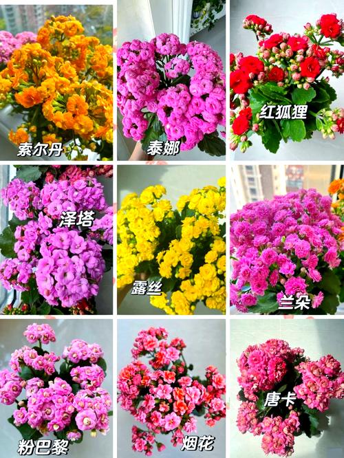 长寿花有哪些常见品种？-图2