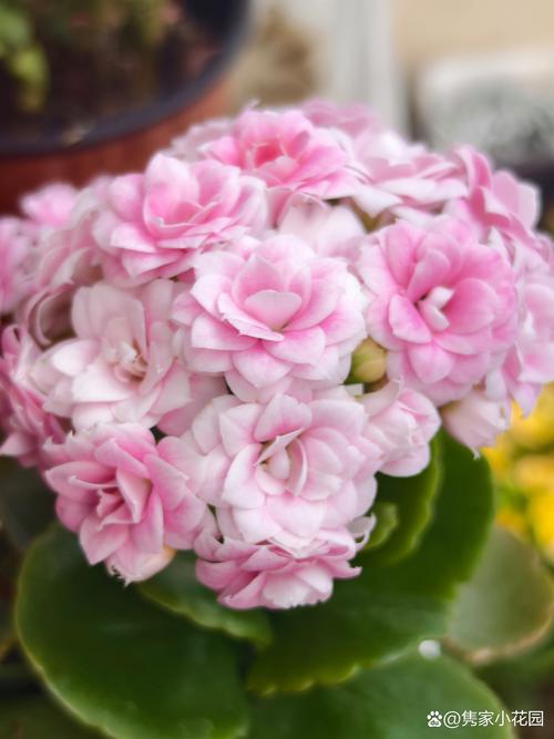 长寿花有哪些常见品种？-图3