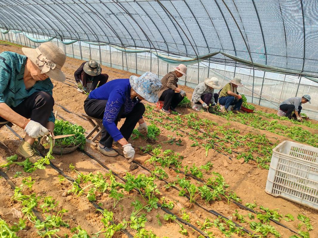 视频大棚芹菜栽培技术有哪些关键点?-图1 视频大棚芹菜栽培技术有哪些关键点?-图1