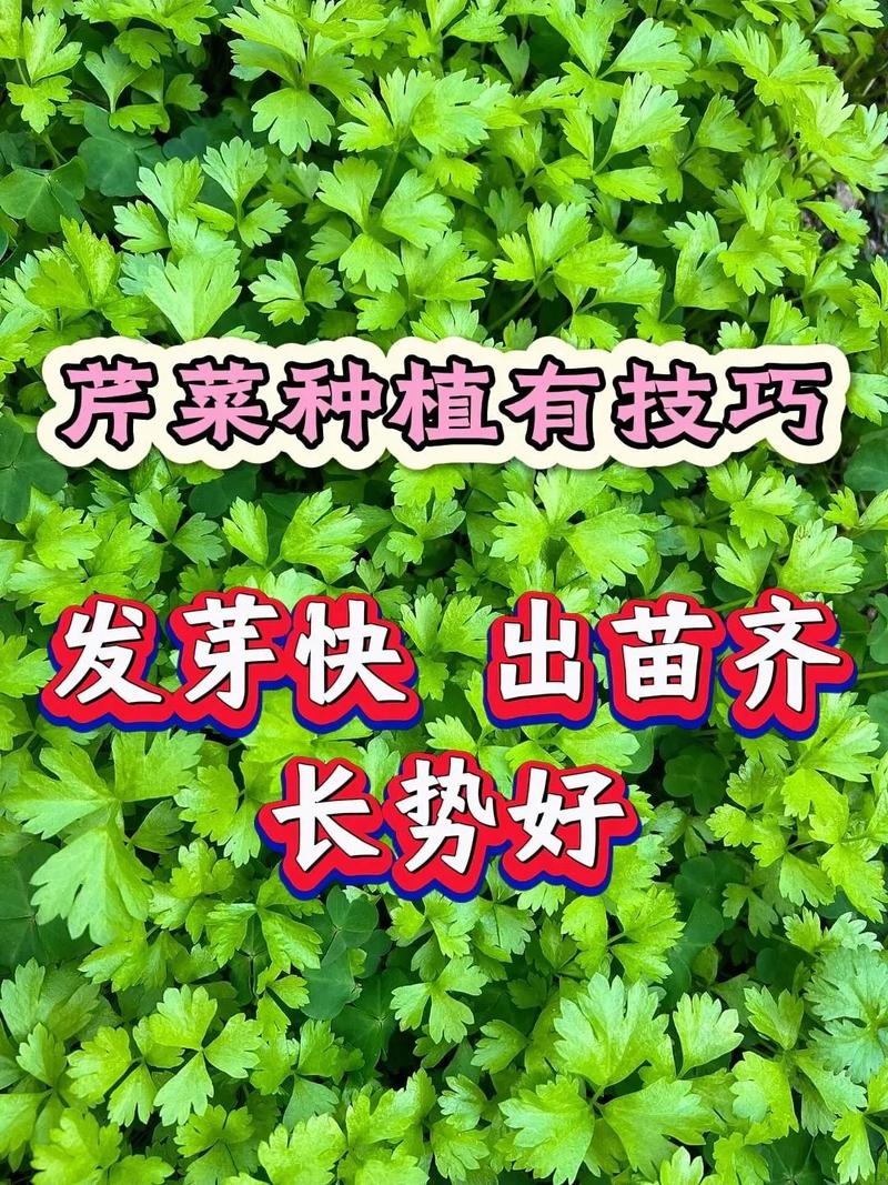视频大棚芹菜栽培技术有哪些关键点?-图2 视频大棚芹菜栽培技术有哪些关键点?-图2