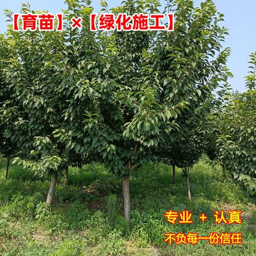 早樱晚樱价差大？为何早樱更贵？-图2