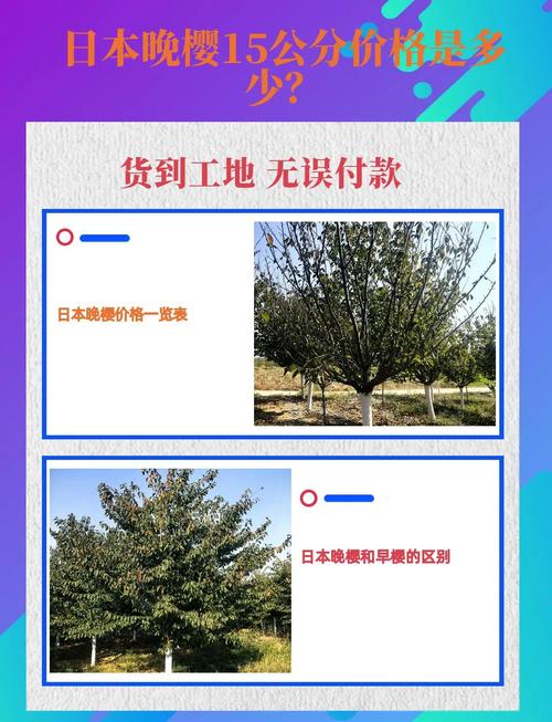 早樱晚樱价差大？为何早樱更贵？-图1