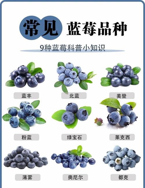 北方适合种哪些蓝莓品种？-图1