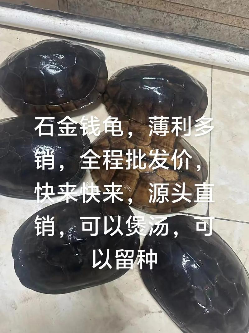 现在石金钱龟价格行情-图2