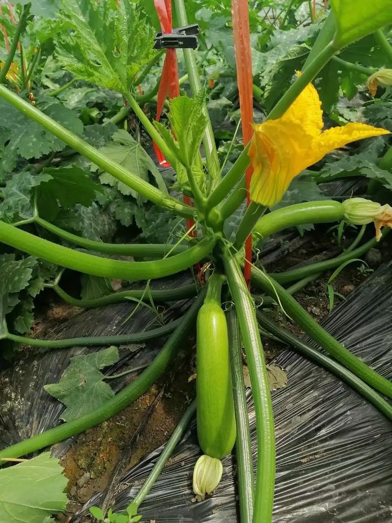 春露地西葫芦种植技术要点有哪些?-图1 春露地西葫芦种植技术要点有哪些?-图1