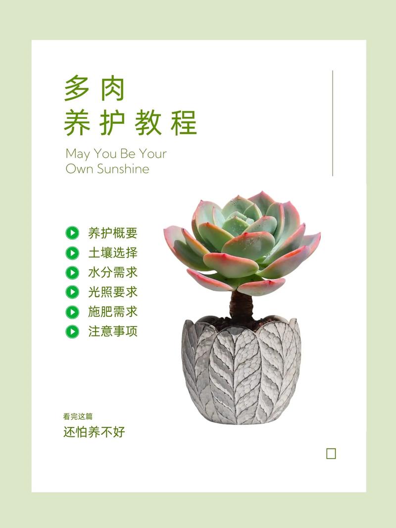 多肉种植技术有哪些关键要点？-图1