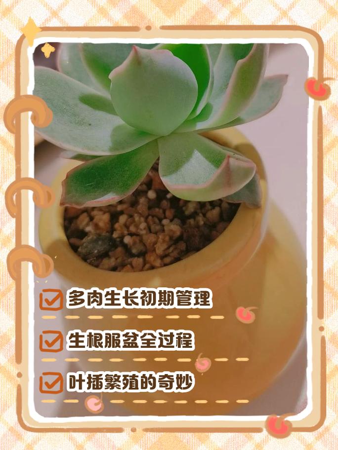 多肉种植技术有哪些关键要点？-图2