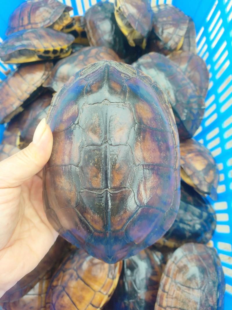 越南石金钱龟价格行情如何？-图2