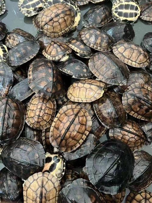 越南石金钱龟价格行情如何？-图3