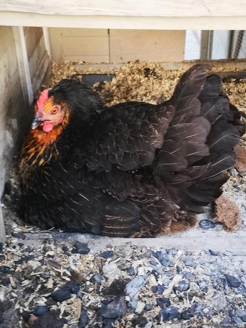 黑色小鸡是什么品种？-图1