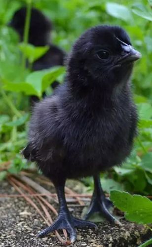 黑色小鸡是什么品种？-图3