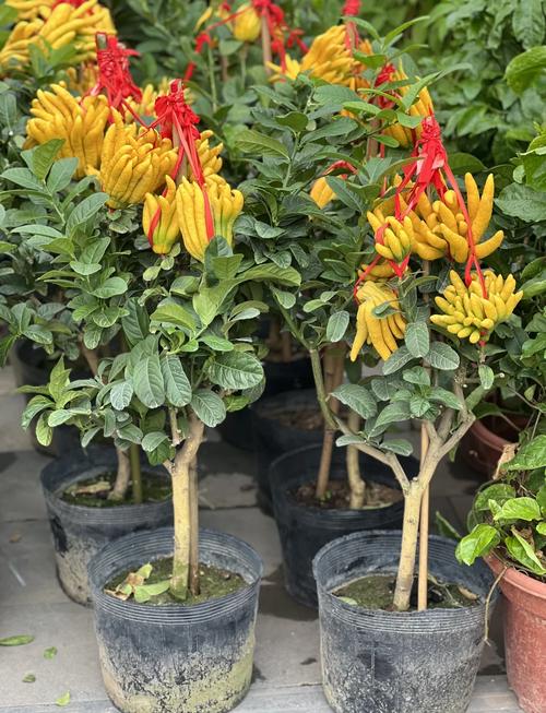 花卉市场常见花卉品种有哪些？-图2