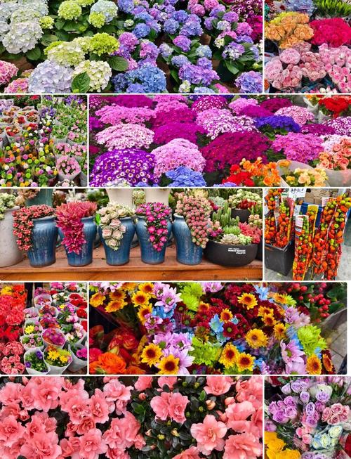 花卉市场常见花卉品种有哪些？-图1