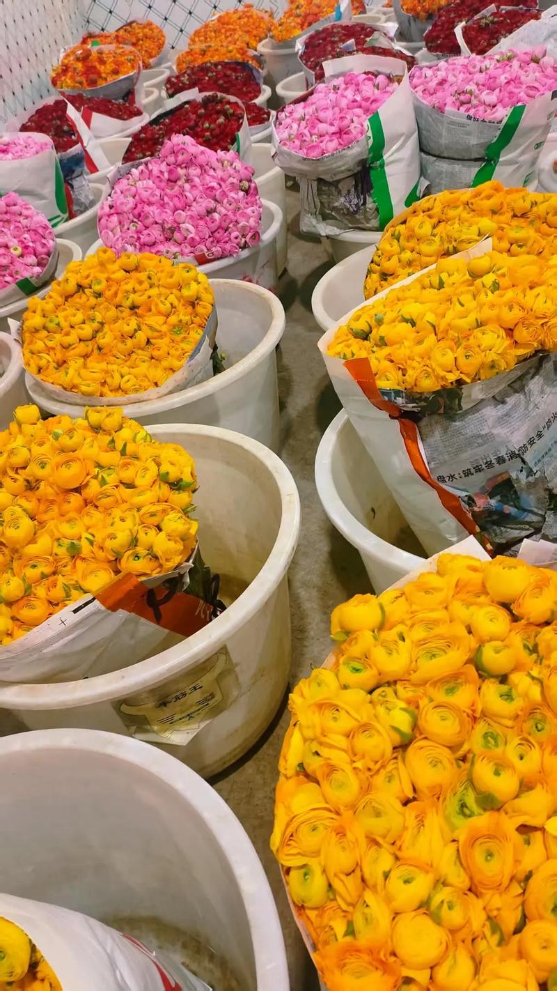 花卉市场常见花卉品种有哪些？-图3