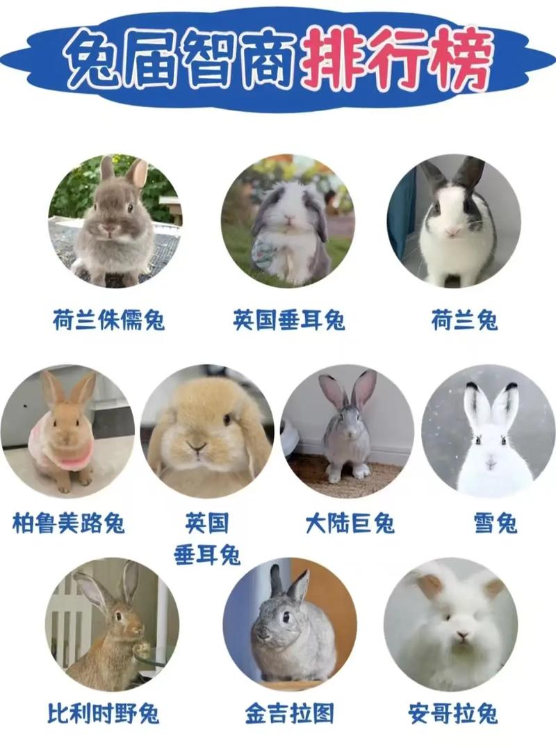 什么品种的兔子最适合新手饲养？-图1
