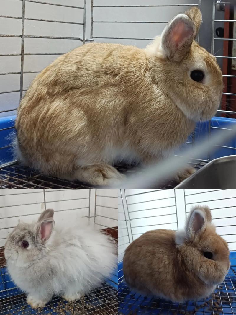 什么品种的兔子最适合新手饲养？-图2