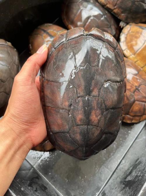 南北石金钱龟价格差异有多大？-图1