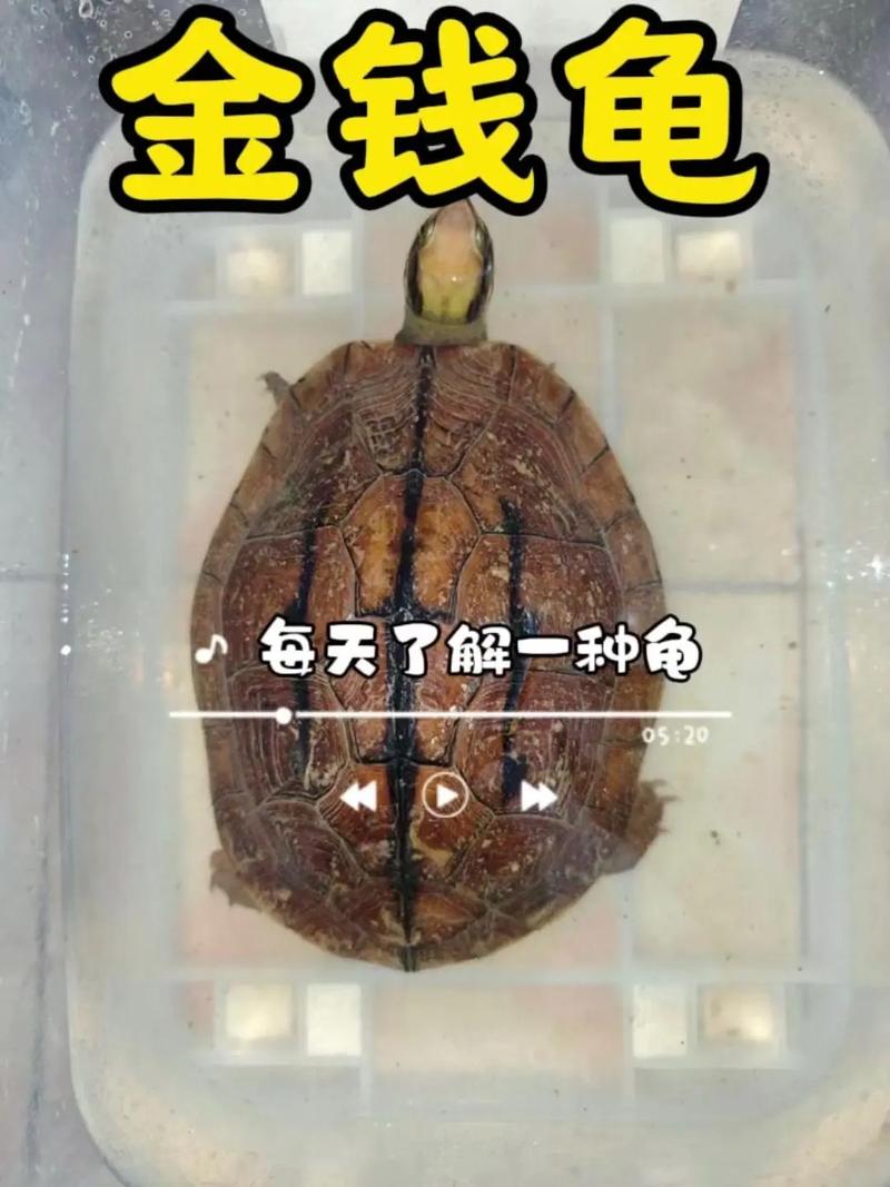 南北石金钱龟价格差异有多大？-图3