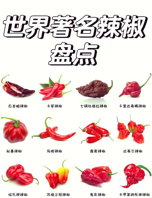辣椒品种名称与图片如何快速对应？-图2