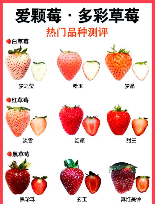 草莓什么品种最甜?-图1 草莓什么品种最甜?-图1