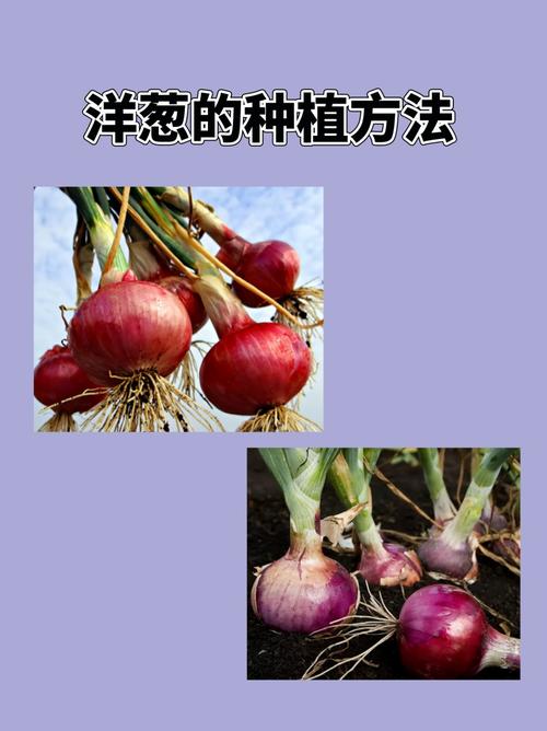 洋葱种植技术有哪些关键要点？-图1