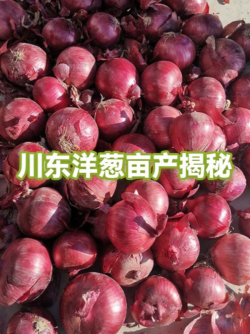 洋葱种植技术有哪些关键要点？-图2