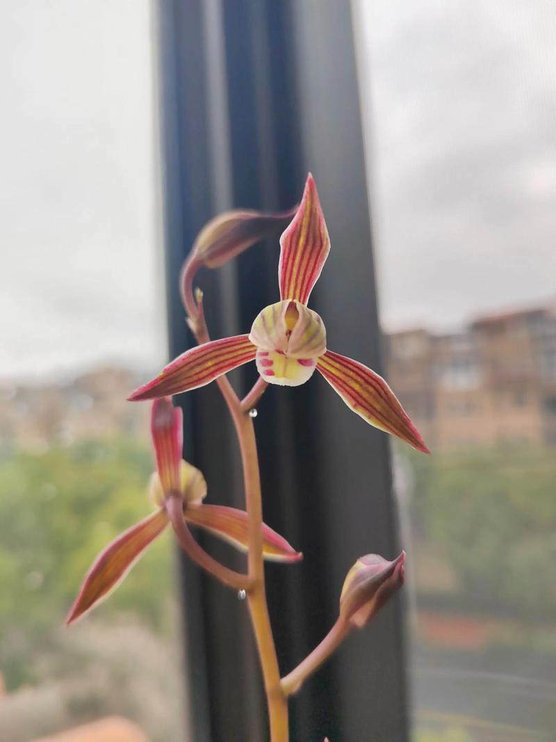 墨兰品种哪个品种最好-图1