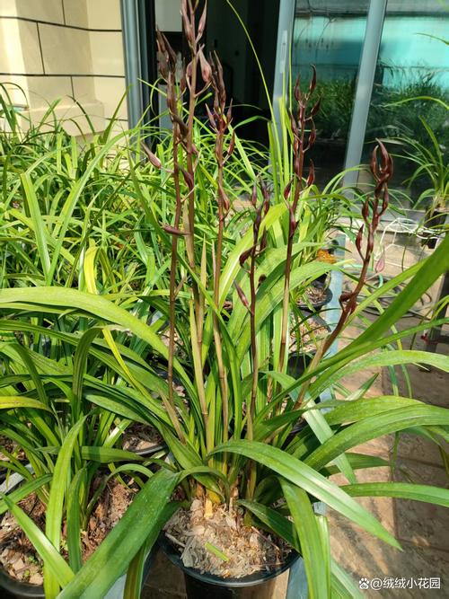 墨兰品种哪个品种最好-图2