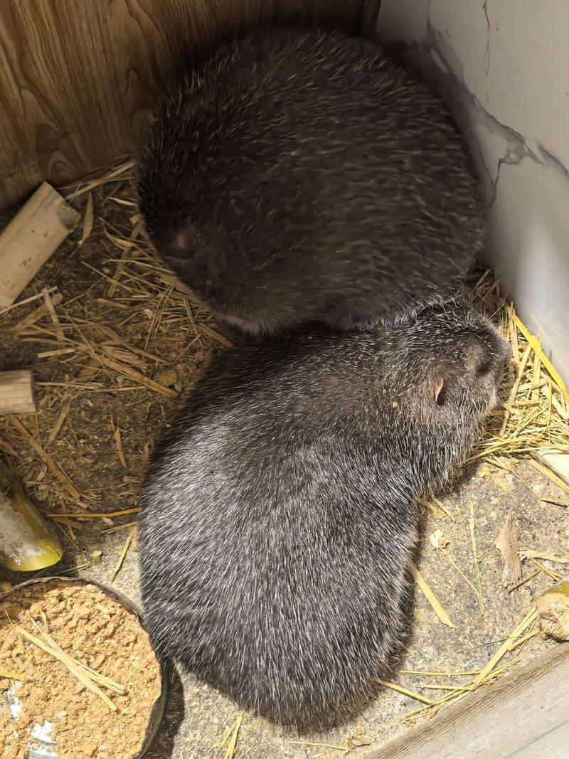 重庆刘勇竹鼠养殖技术有何秘诀？-图1