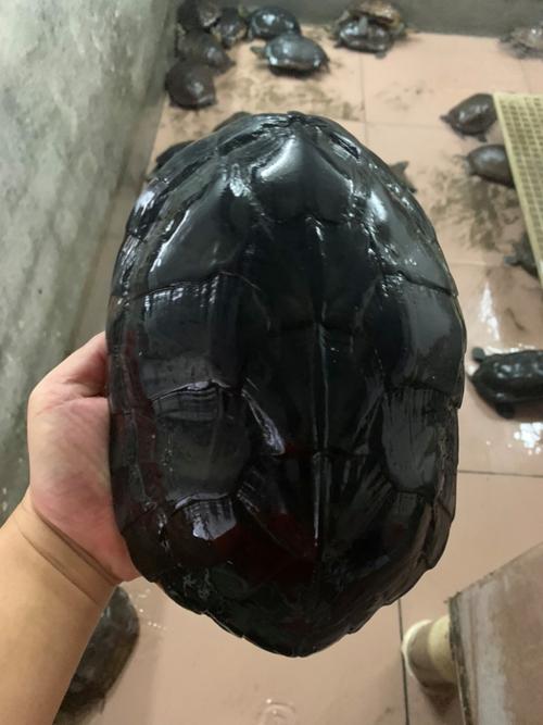 黑色乌龟是什么品种？-图1