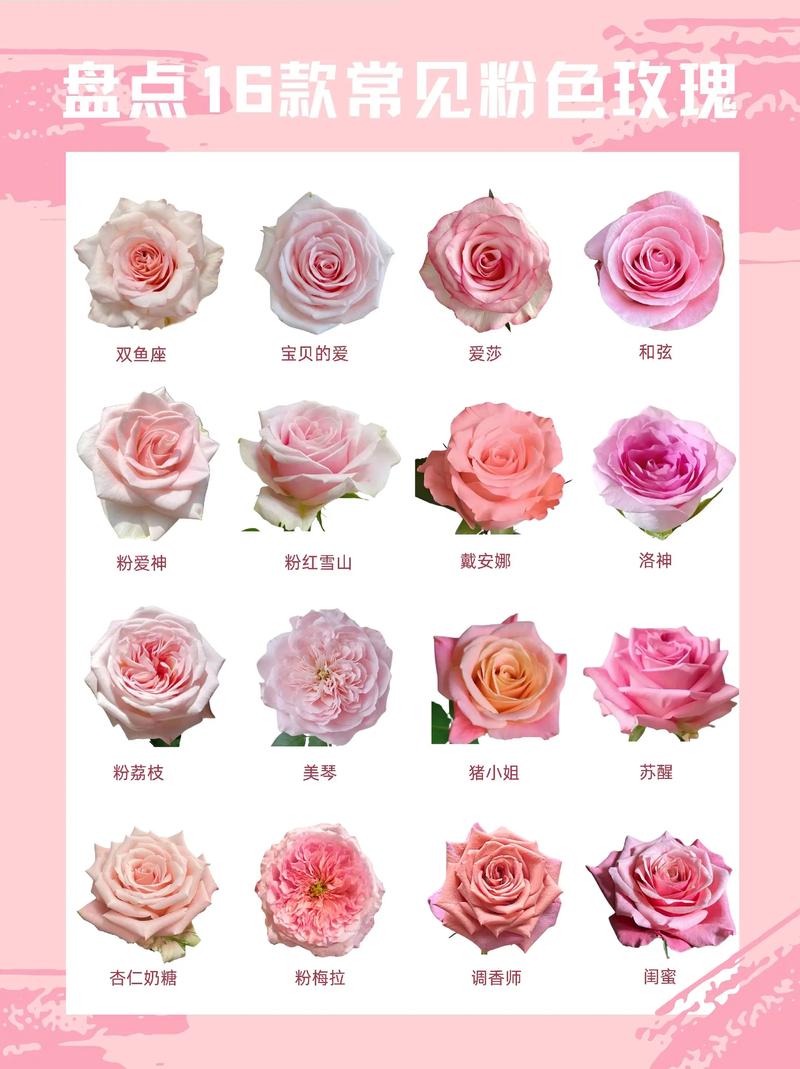 玫瑰品种有哪些？图片怎么识别？-图1