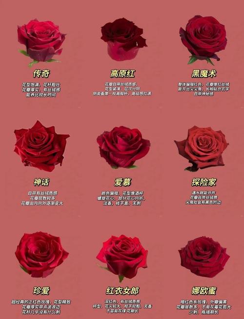 玫瑰品种有哪些？图片怎么识别？-图2