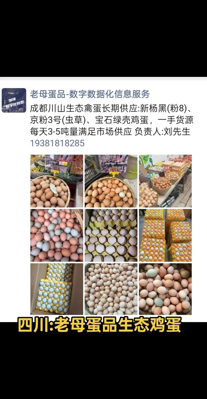 四川鸡蛋最新行情多少钱一斤？-图2