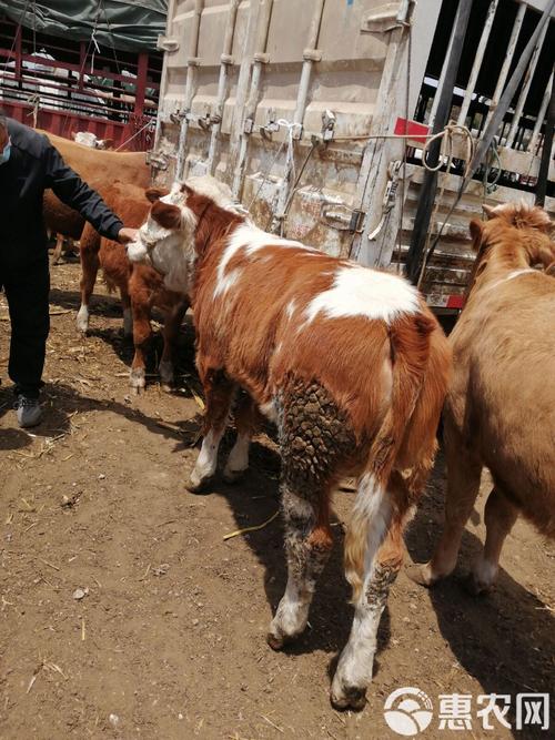 肉牛七八月售价多少？影响价格因素有哪些？-图3