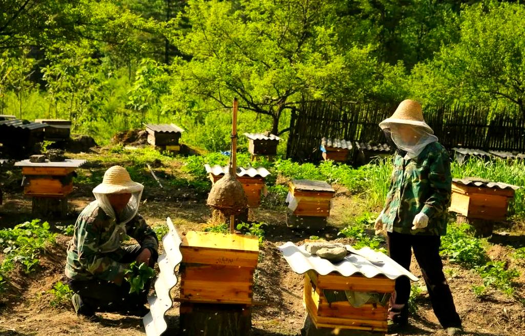 中蜂夏季养殖管理要注意哪些要点?-图3 中蜂夏季养殖管理要注意哪些要点?-图3