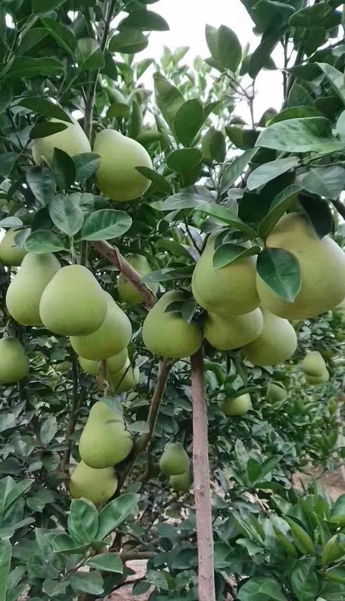 到底哪个品种的柚子最好吃？-图3