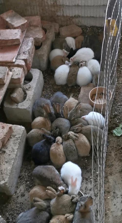 散养野兔养殖技术视频怎么学?-图1 散养野兔养殖技术视频怎么学?-图1