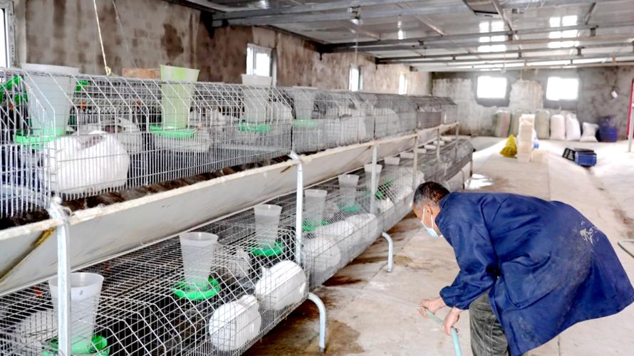 散养野兔养殖技术视频怎么学?-图2 散养野兔养殖技术视频怎么学?-图2