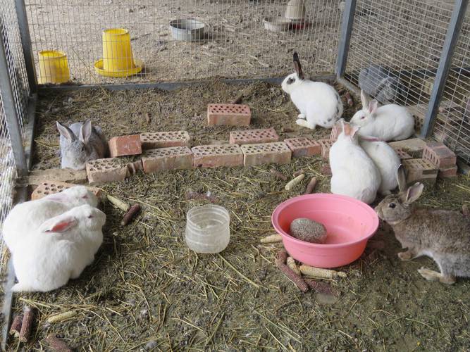 散养野兔养殖技术视频怎么学?-图3 散养野兔养殖技术视频怎么学?-图3