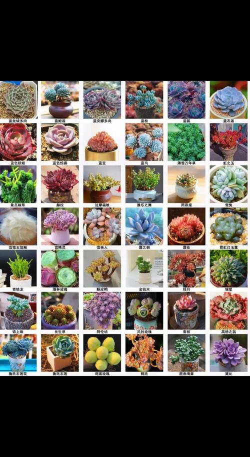 中大型多肉品种有哪些?-图1 中大型多肉品种有哪些?-图1