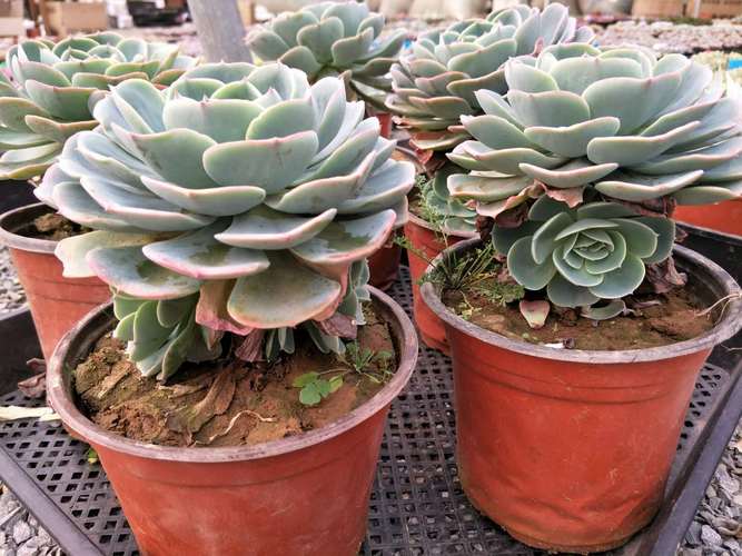 中大型多肉品种有哪些?-图2 中大型多肉品种有哪些?-图2