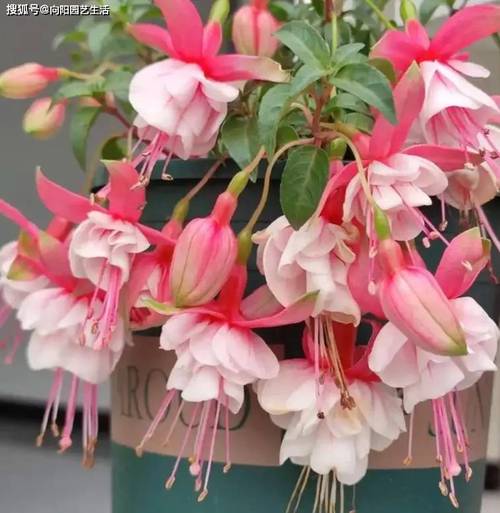 倒挂金钟品种到底有多少?-图1 倒挂金钟品种到底有多少?-图1