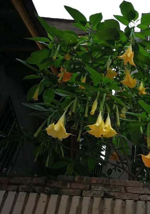 倒挂金钟品种到底有多少?-图2 倒挂金钟品种到底有多少?-图2