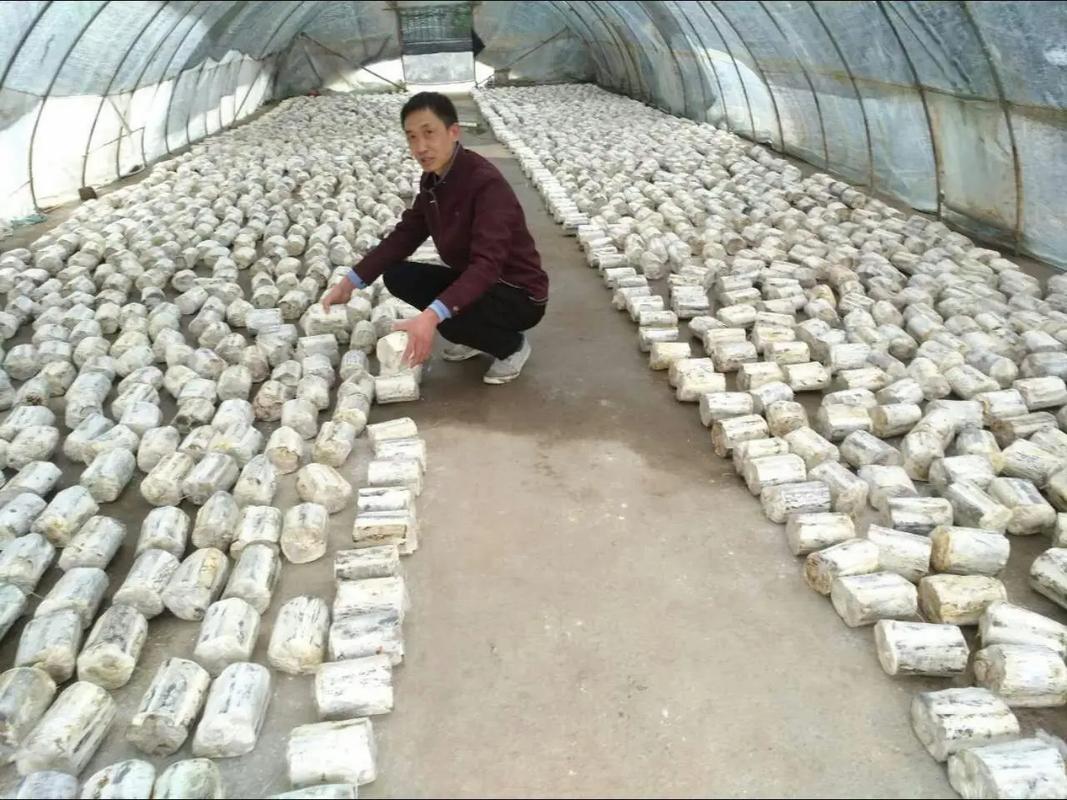 袋装香菇栽培视频怎么学?-图1 袋装香菇栽培视频怎么学?-图1