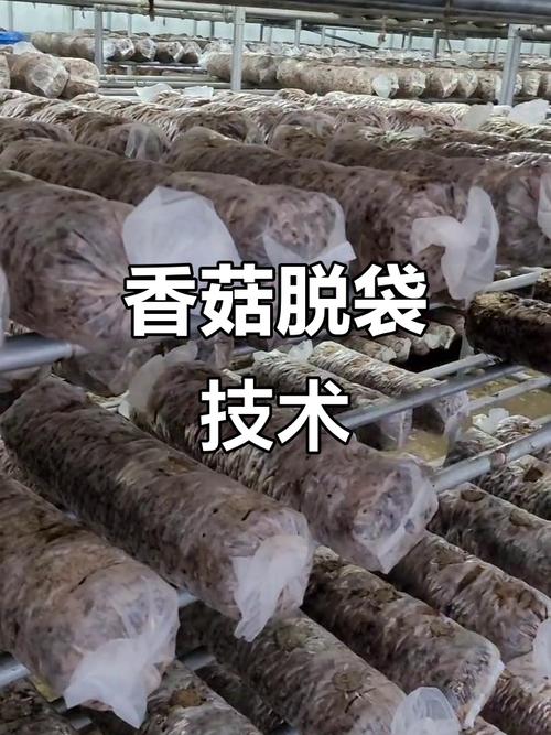 袋装香菇栽培视频怎么学?-图2 袋装香菇栽培视频怎么学?-图2